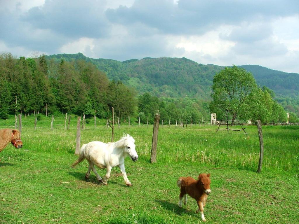 Pensiunea Trei Ponei Corbeni Exteriér fotografie